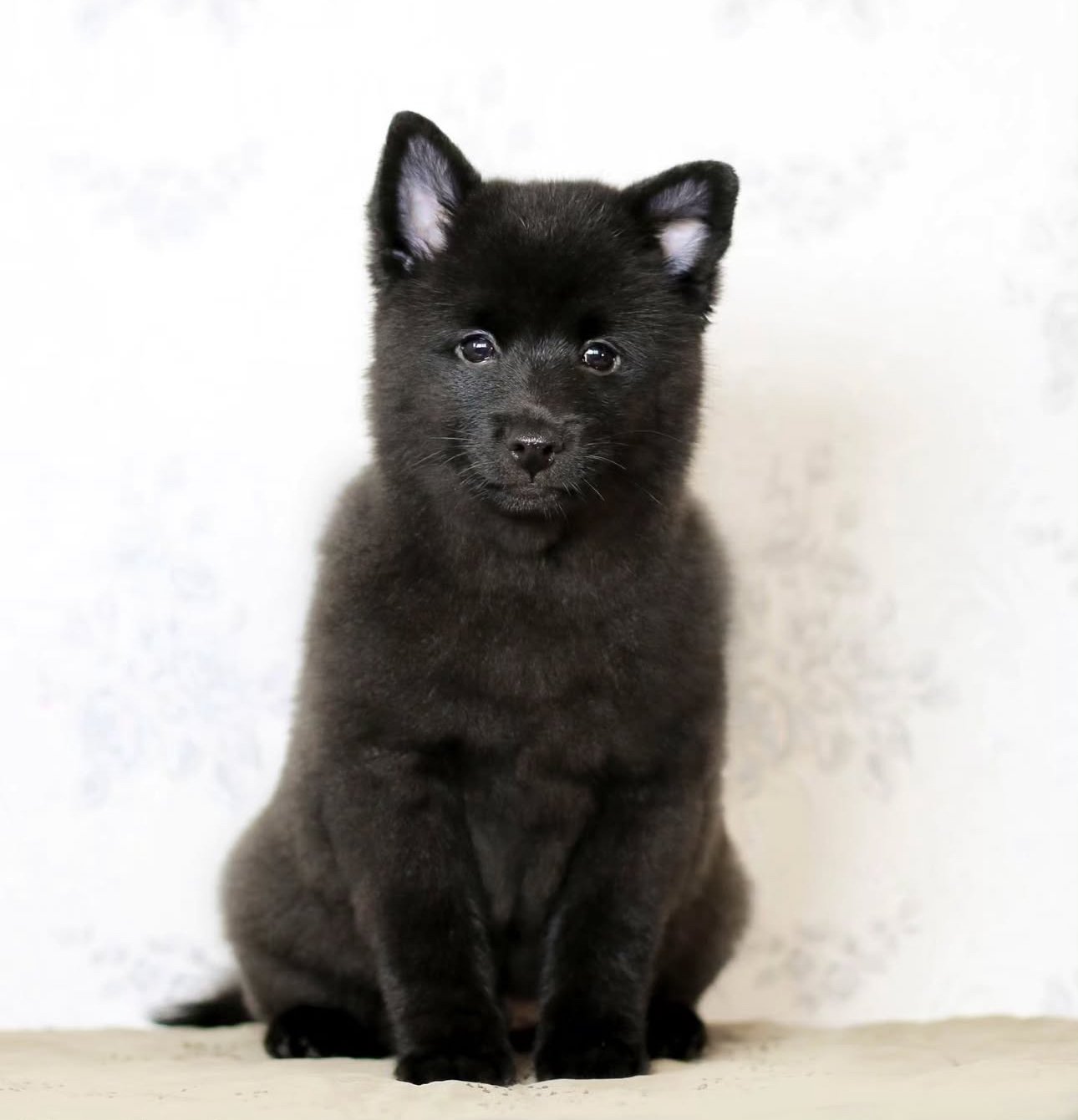 Shadow the Schipperke