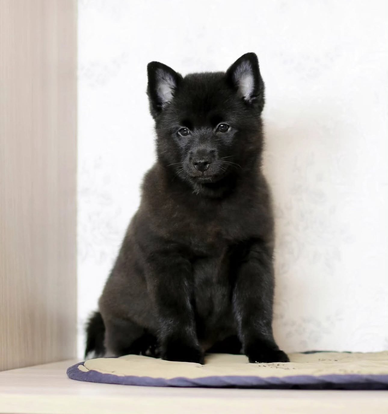 Ember the Schipperke