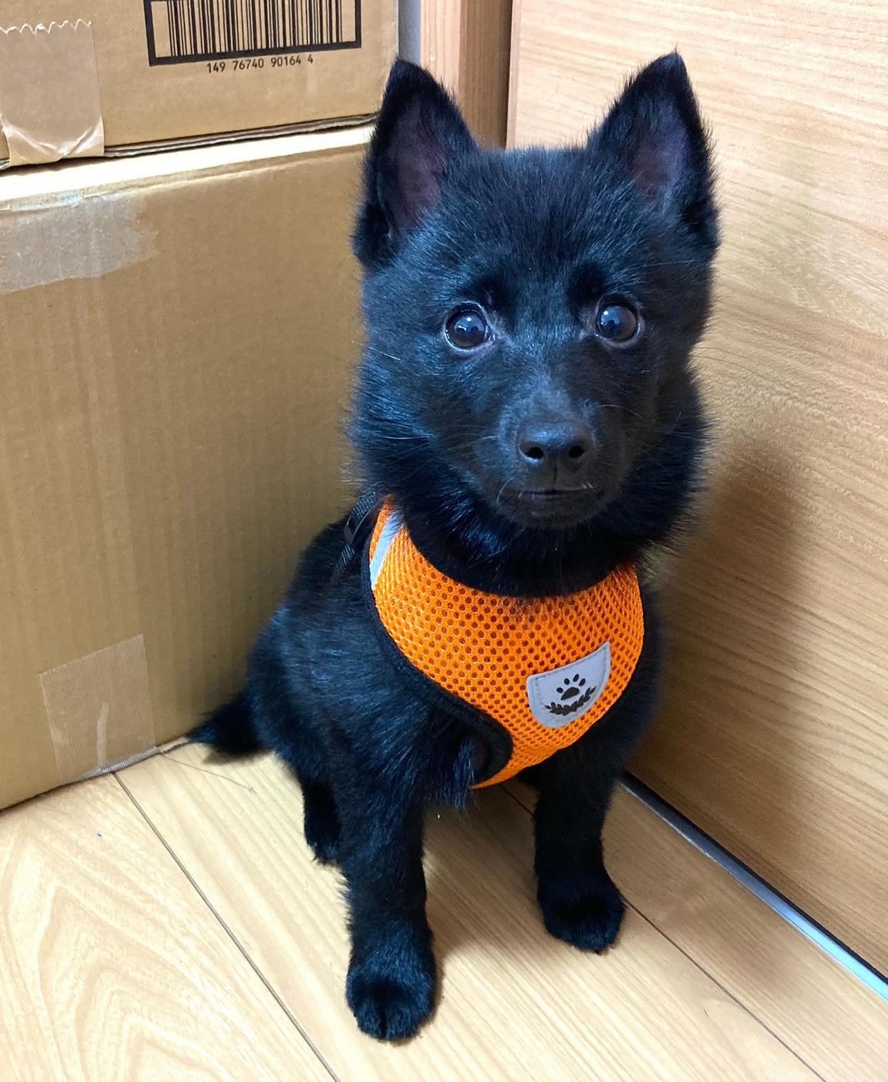 Raven the Schipperke