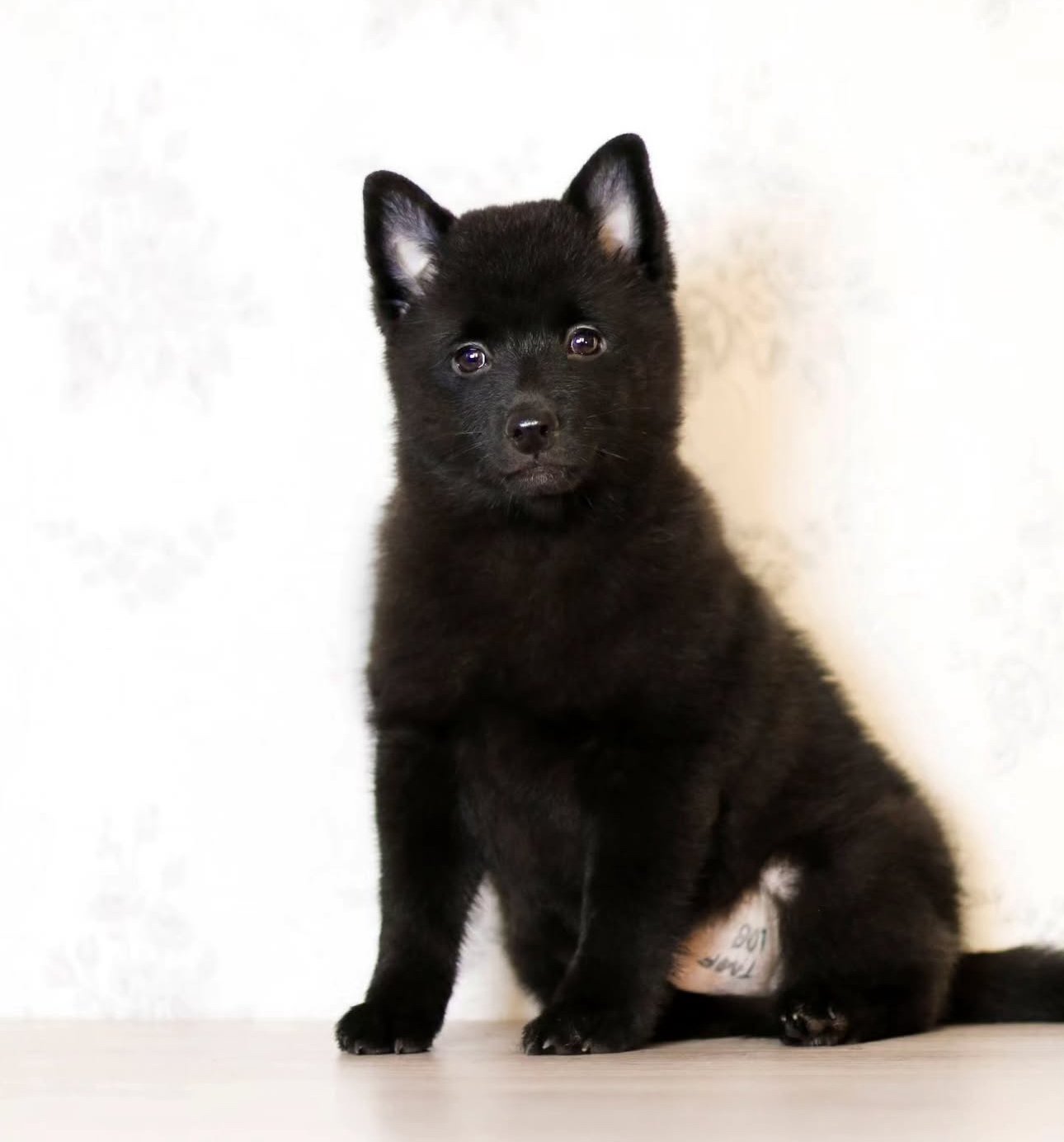 Blaze the Schipperke