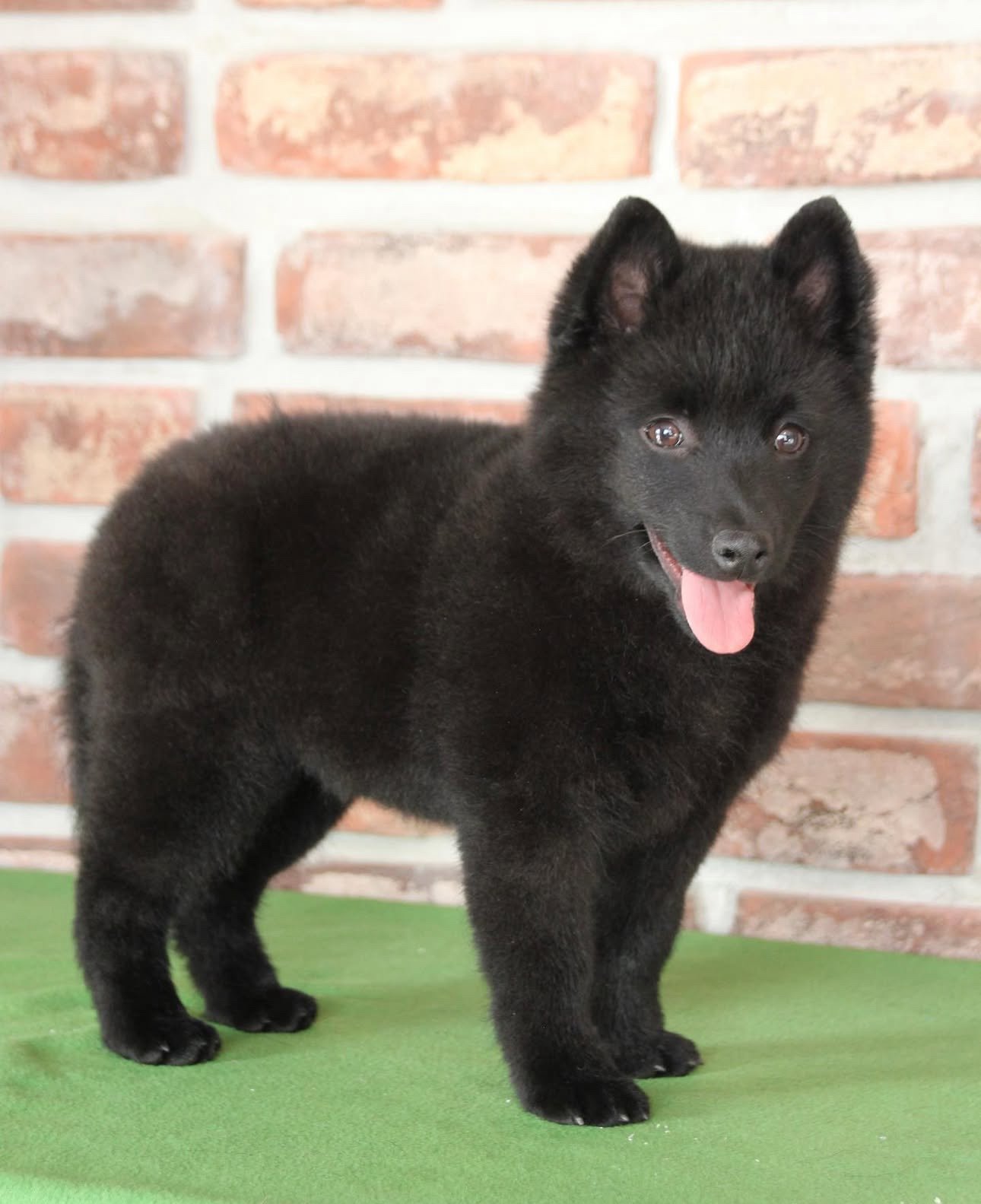 Luna — Schipperke