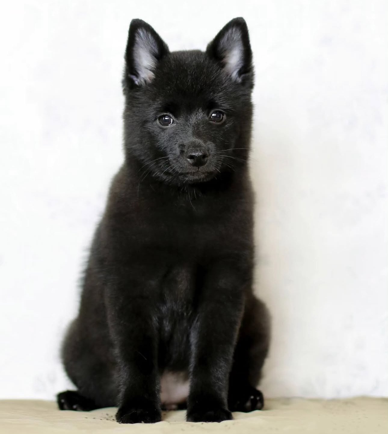 Comet — Schipperke