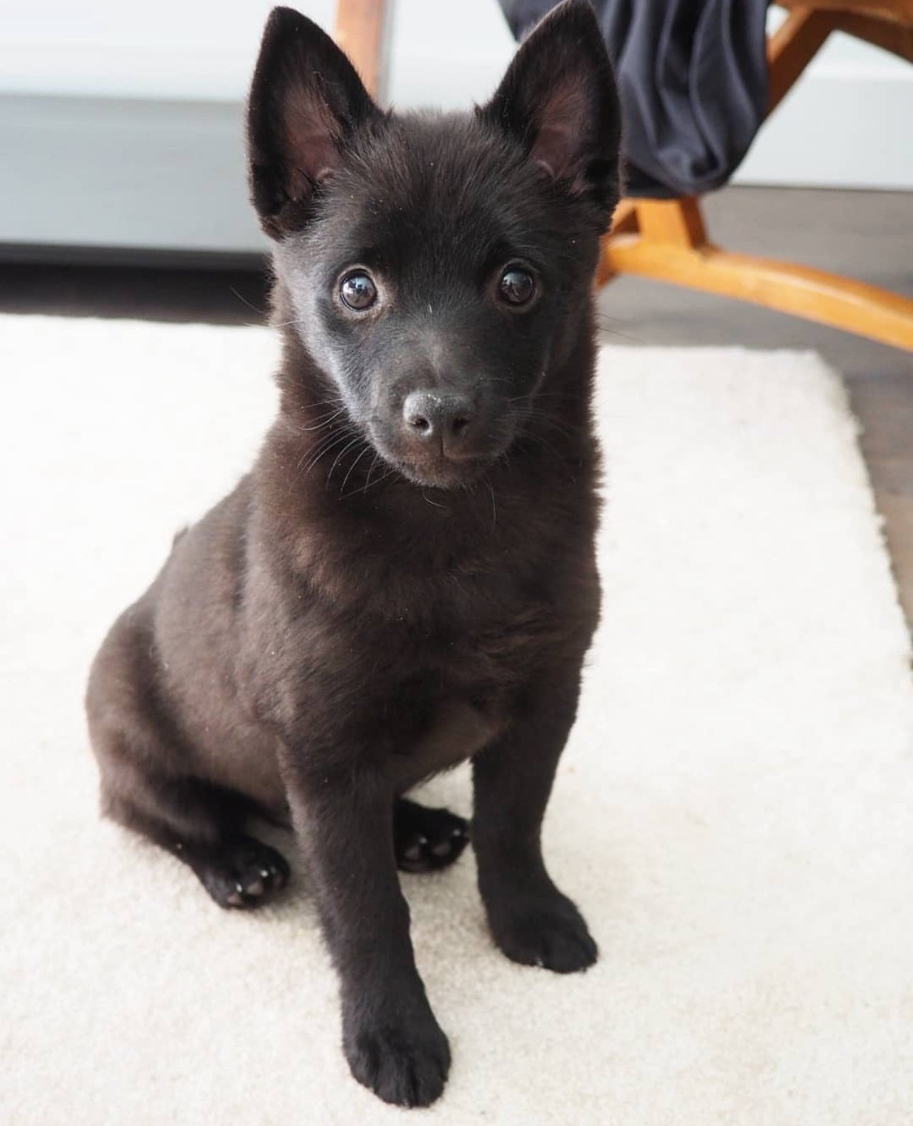 Pepper — Schipperke
