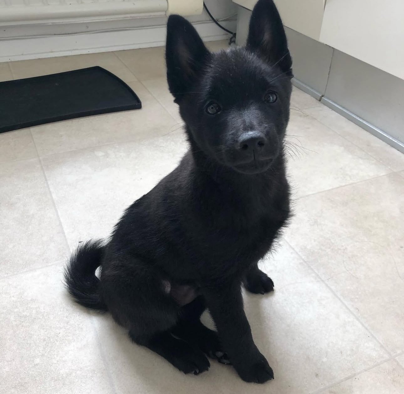 Liza the Schipperke