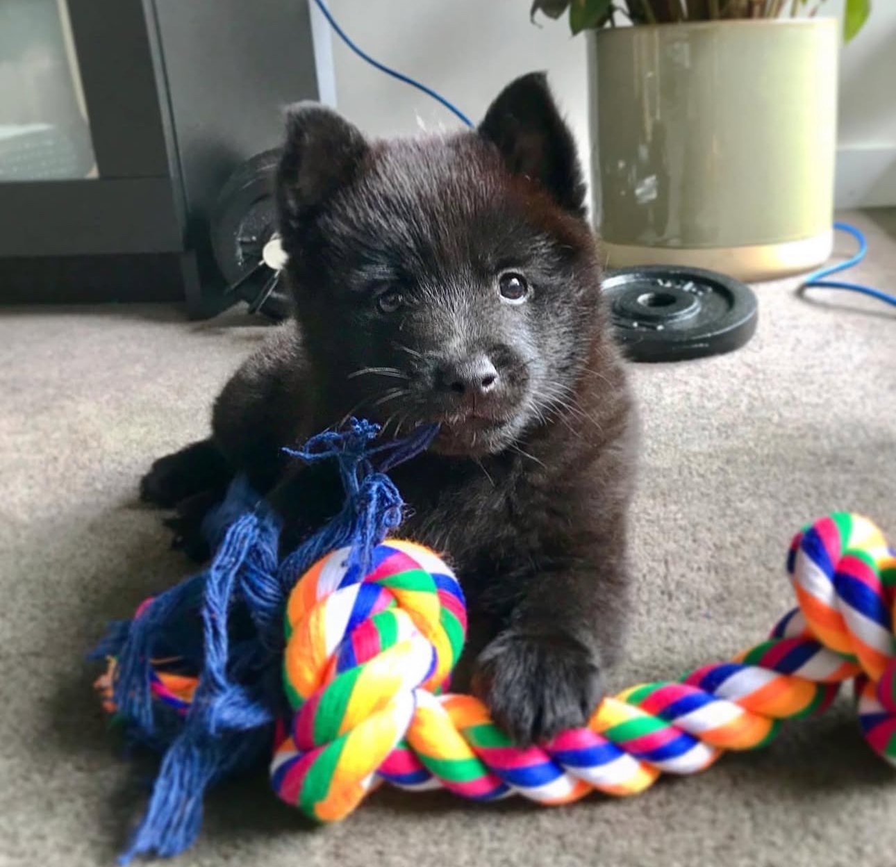 Hank the Schipperke