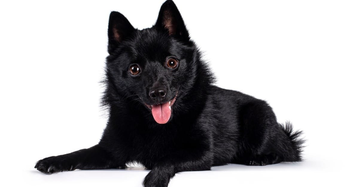 Adorable Schipperke puppy