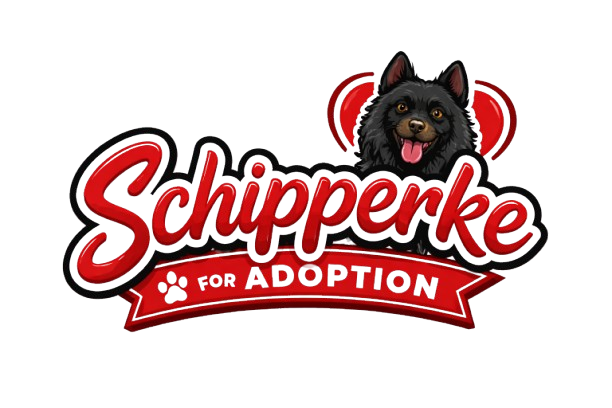 Schipperke for Adoption | Loving Homes for Schipperke Puppies